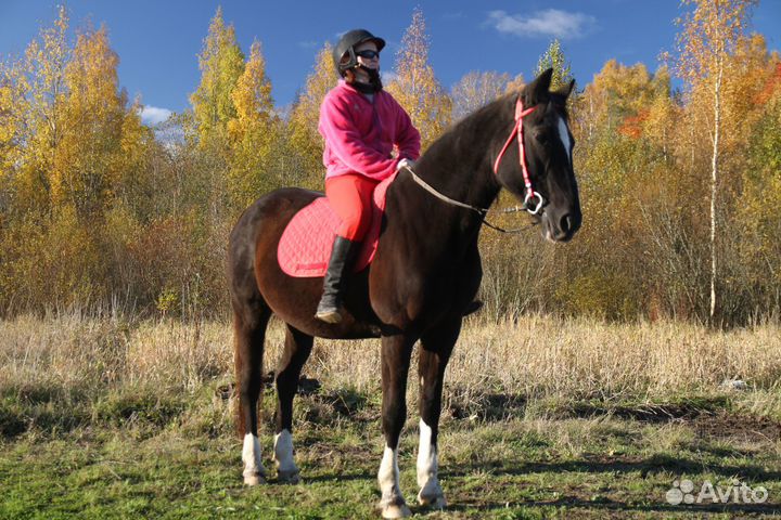 Идеальная лошадь для души и занятий