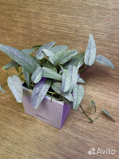 Epipremnum Cebu Blue