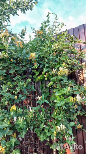 Жимолость Каприфоль