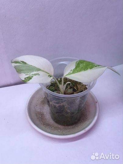 Монстера альба