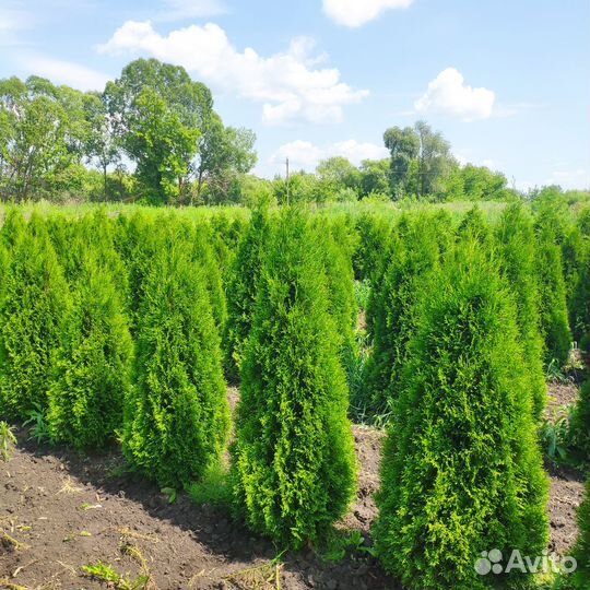 Туя западная Смарагд. Напрямую из питомника