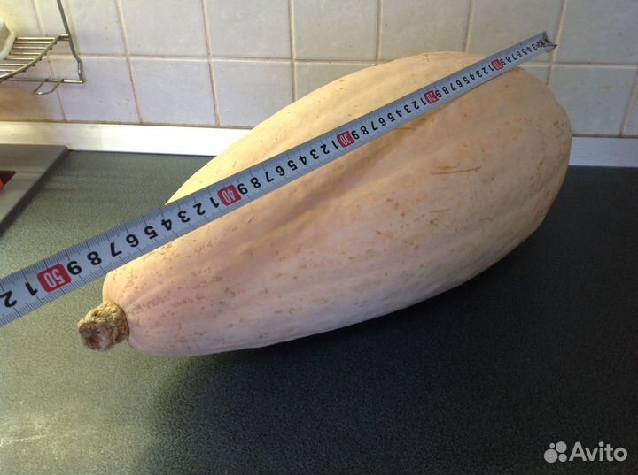 Тыква Розовый Банан семена