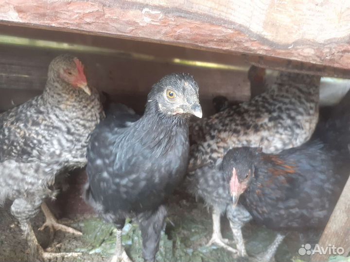 Молоденькие курочки несушки,породистые