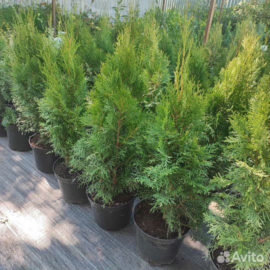 Туя Смарагд