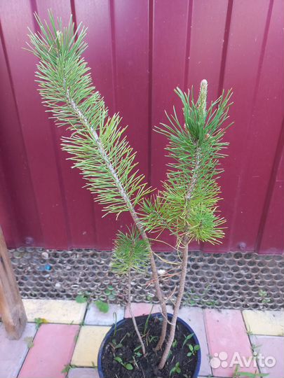 Сосна мугус