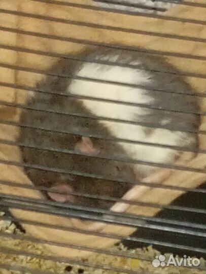 Продам крыс