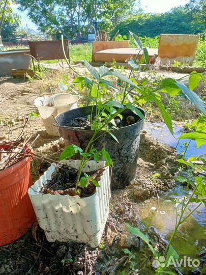 Грецкий орех