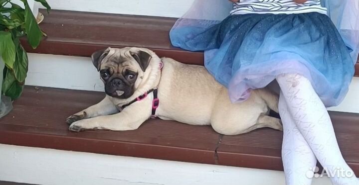 Мопс в добрые руки