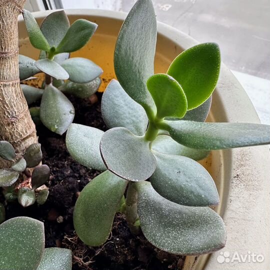 Суккуленты