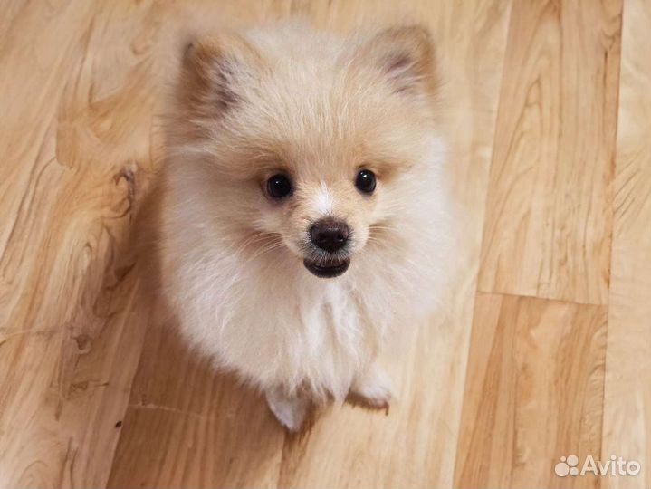 Немецкий малый шпиц с документами привита