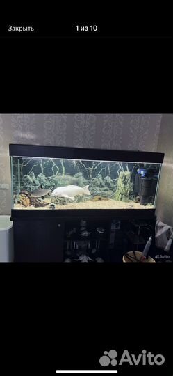 Продам 4 интересные аквариумные рыбы