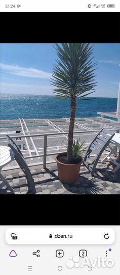 Пальма южная