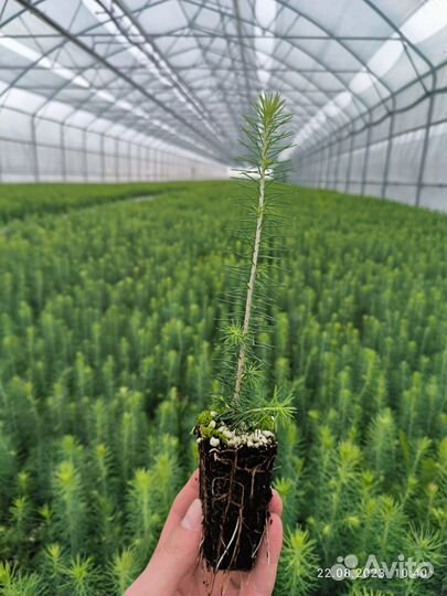 Саженцы сосны обыкновенной зкс