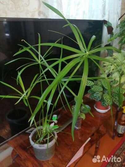 Комнатные растения