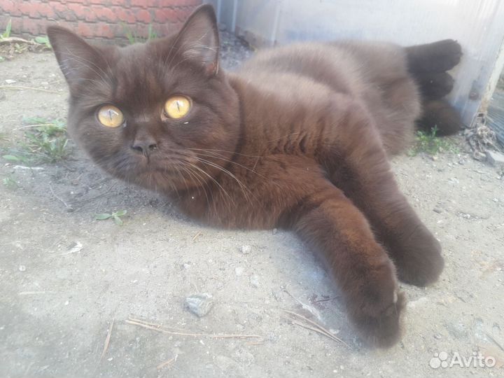 Кошка шотландская
