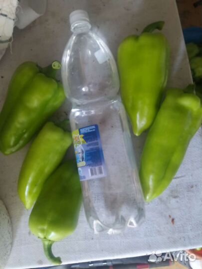 Перец болгарский