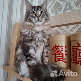 Женщина кошек: красноярка завела 29 мейн-кунов, отдала им квартиру и сделала на этом бизнес (видео)