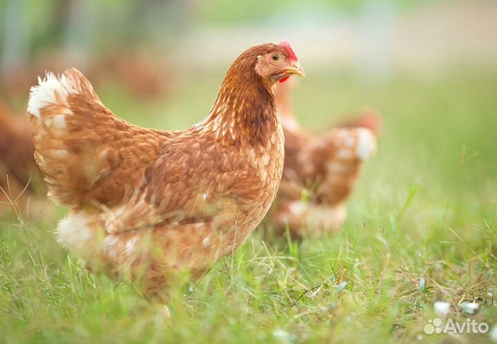 Куры несушки