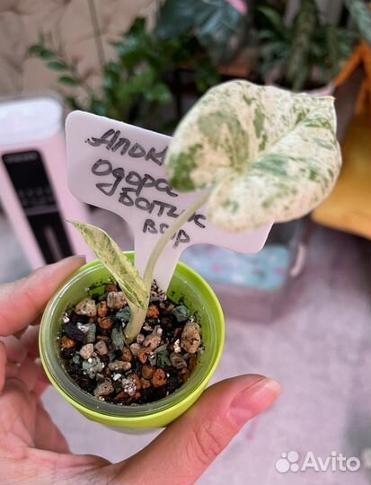 Алоказия Одора Батик вариегатная