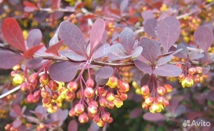 Барбарис оттавский