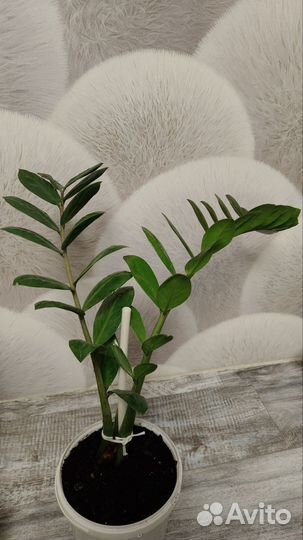 Замиокулькас