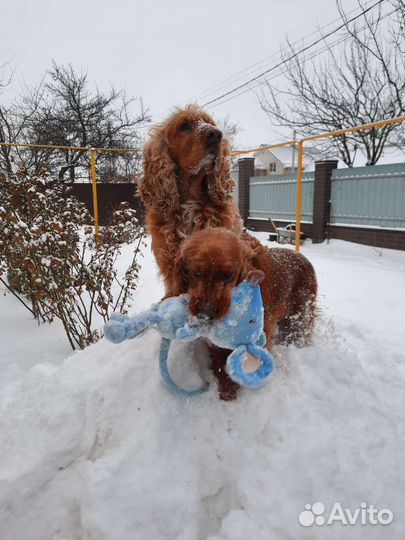 Английский кокер спаниель