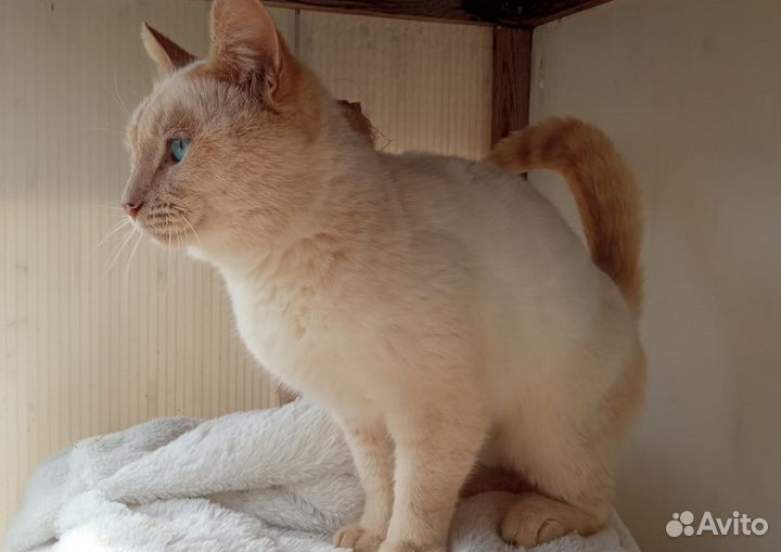 Кот в добрые руки