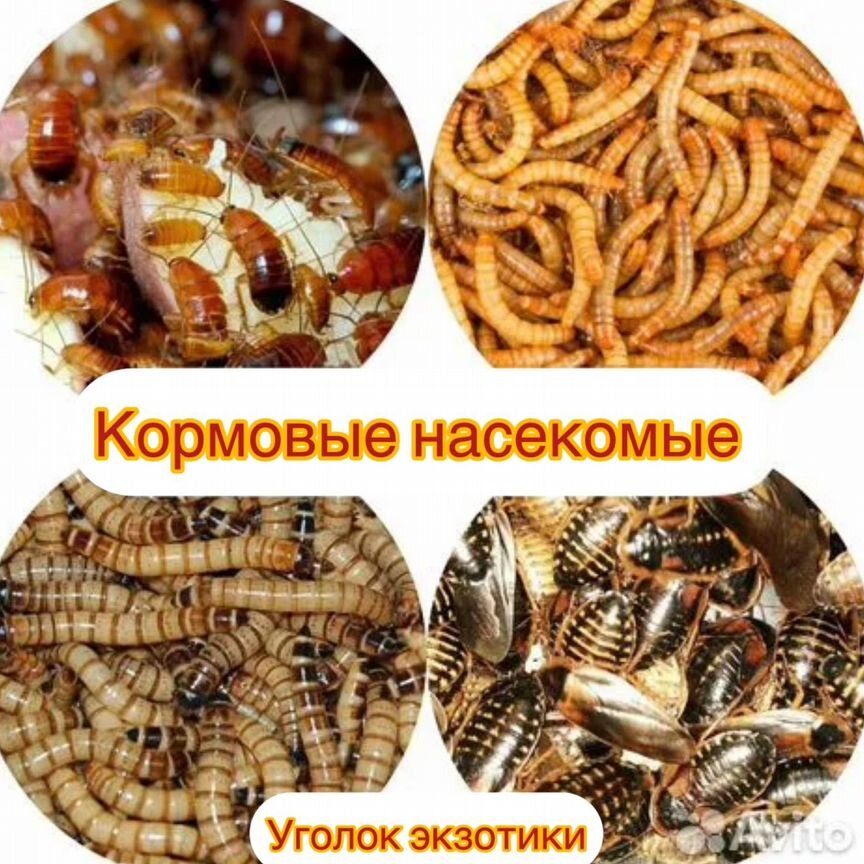 Кормовые насекомые для рептилий, птиц и тд