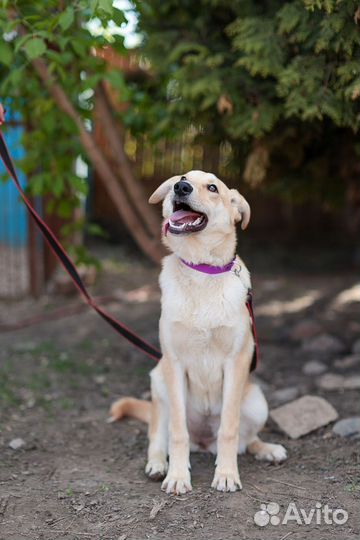 Девочка, метис лабрадора, в добрые руки бесплатно