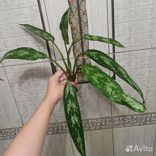 Аглаонемы 9 сортов