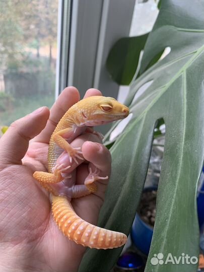 Эублефар Самка