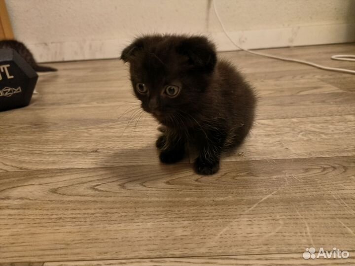 Отдам вислоухих котят, все кошки