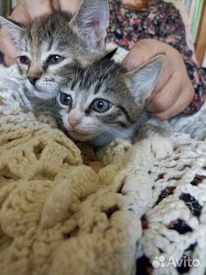 Котята в добрые руки бесплатно