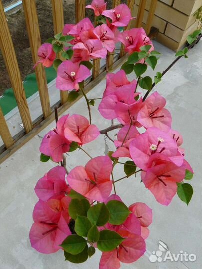 Бугенвиллия укорененные черенки