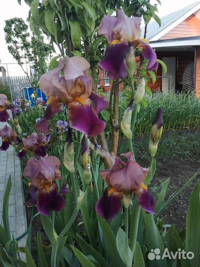 Ирисы