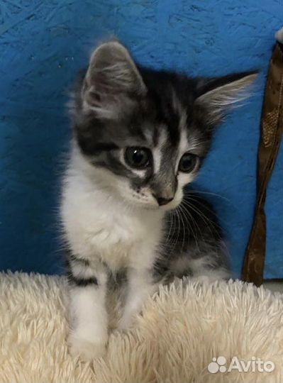 Котенок Люсенька
