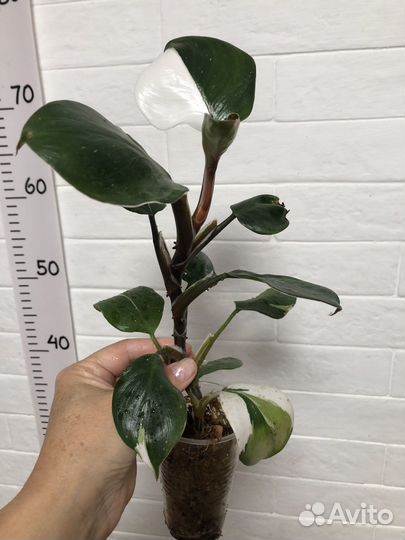 Филодендрон Вайт кнайт