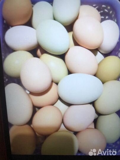 Домашние куриные яйца для инкубации