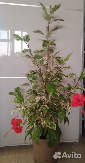 Гибискус вариегатный-китайская роза пестролистная