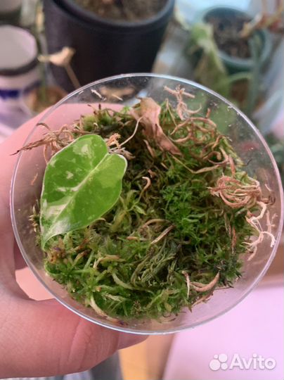 Алоказия фрайдек вариегатная