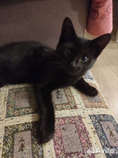 Котёнок в добрые руки бесплатно