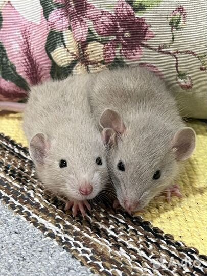 Крыса крысята крысы крыски дамбо голубые
