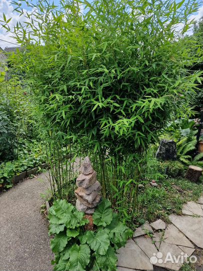 Бамбук (морозостойкий)