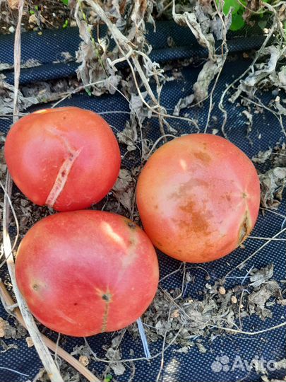 Розовый помидор на томат,салат