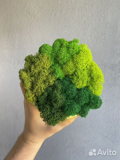 Стабилизированный мох, Тёмно-зелёный