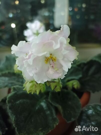 Листочки сортовых фиалок