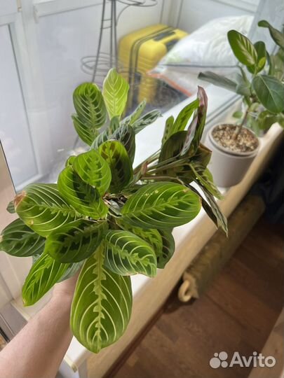 Маранта лимон лайм и триколор