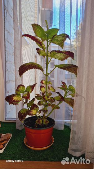 Комнатные растения