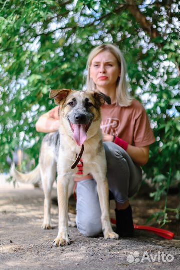 Микс ждет своего хозяина, учителя и просто друга