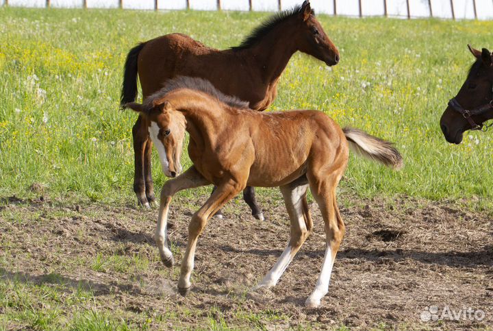 Ганноверская кобыла